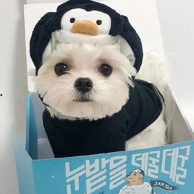 狗狗最新爆料图片,萌态百出，揭秘宠物界的欢乐瞬间