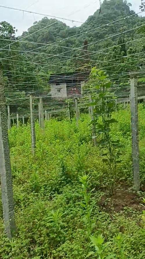 吃瓜在线免费吃瓜,吃瓜在线带你轻松解压